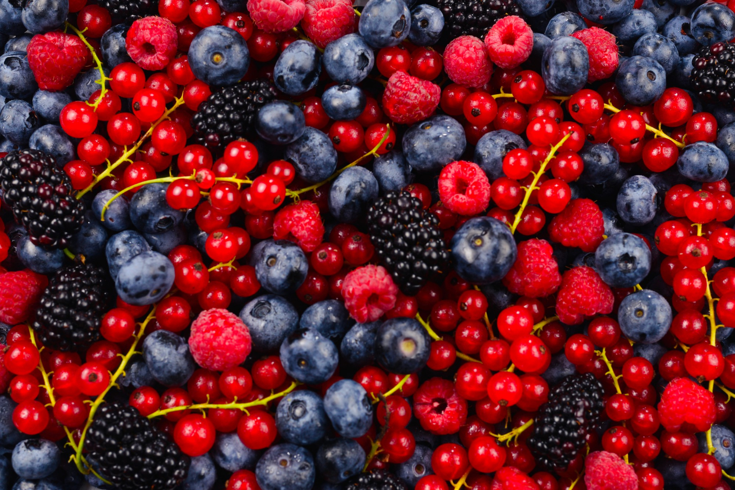 berries Blackberry, raspberry, blueberry, red currant and mint background